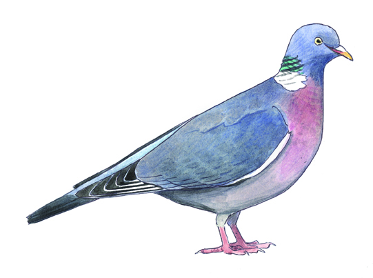 pigeonramier