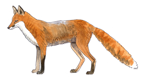 renard