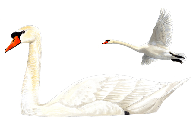 cygne_tubercule1