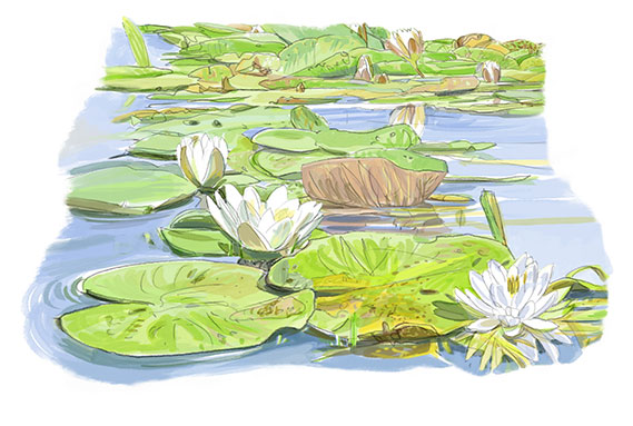nnuphar-blanc-1